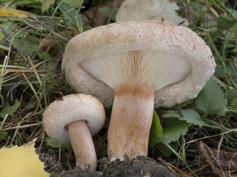 Lactarius torminosus